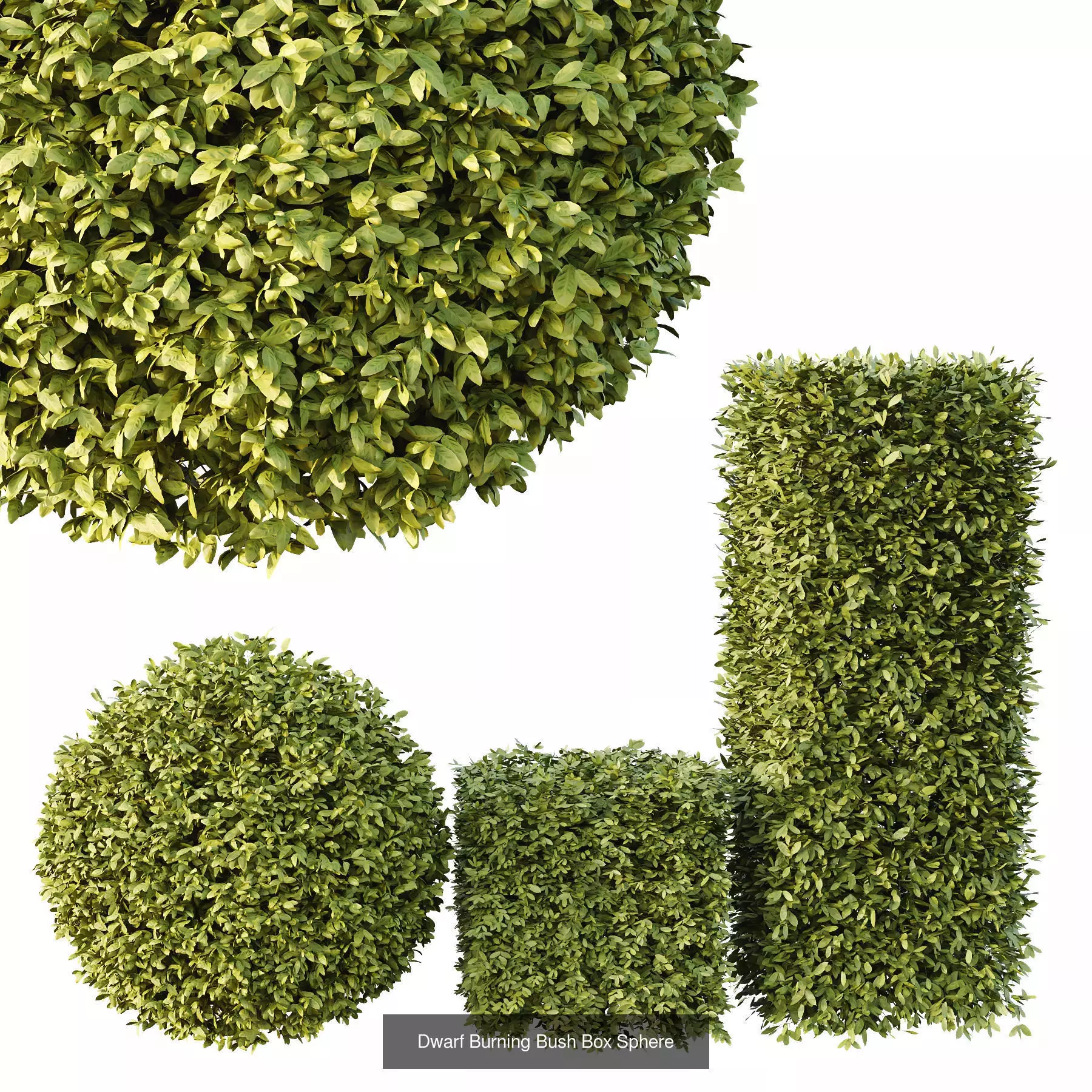 Excellent collection of Outdoor plants  37 Different Models _9