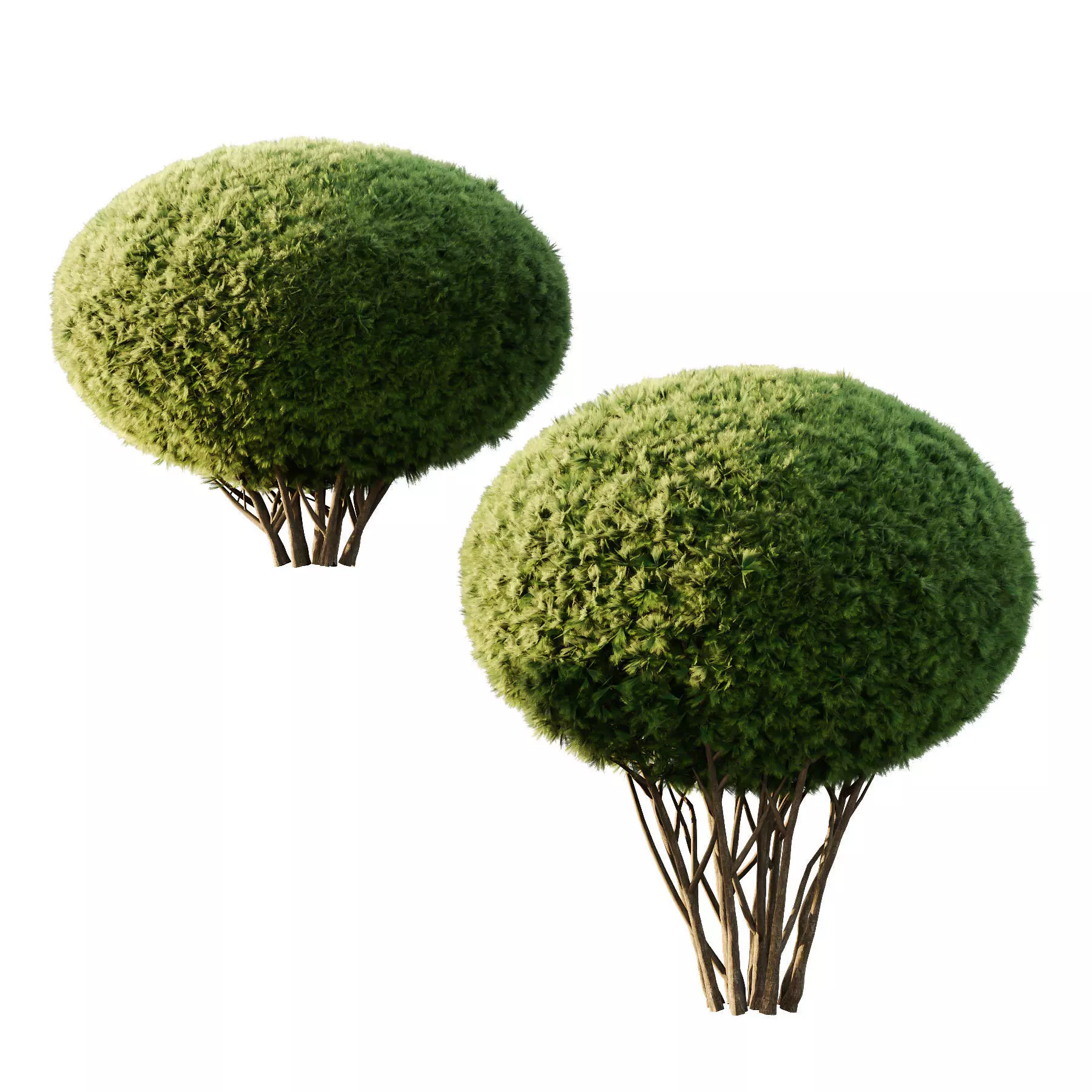 Excellent collection of Outdoor plants  37 Different Models _31