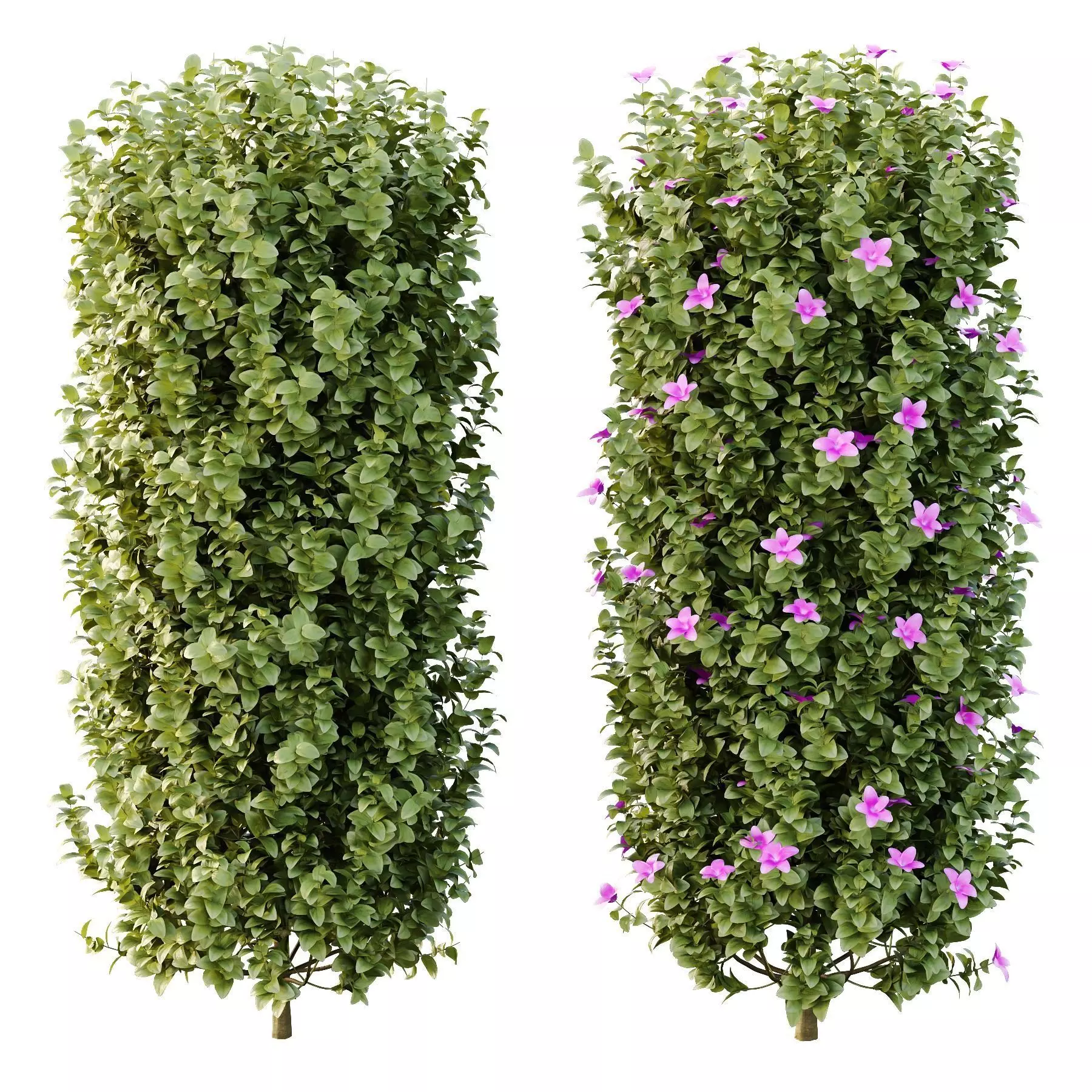 Excellent collection of Outdoor plants  37 Different Models _28