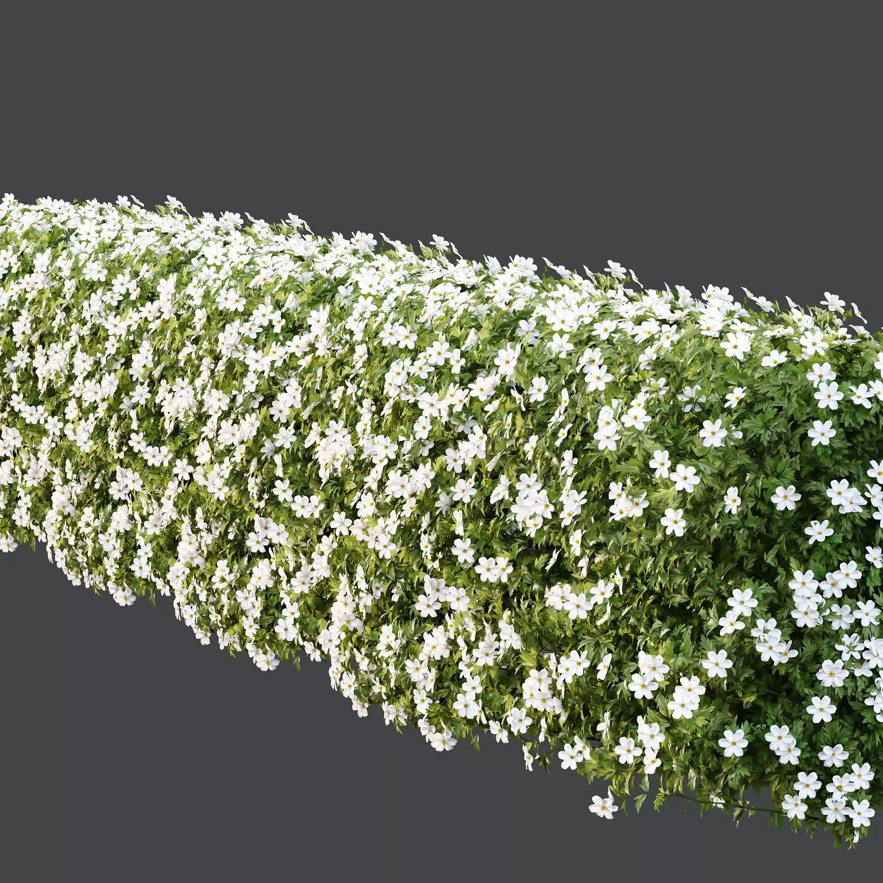 Excellent collection of Outdoor plants  37 Different Models _34