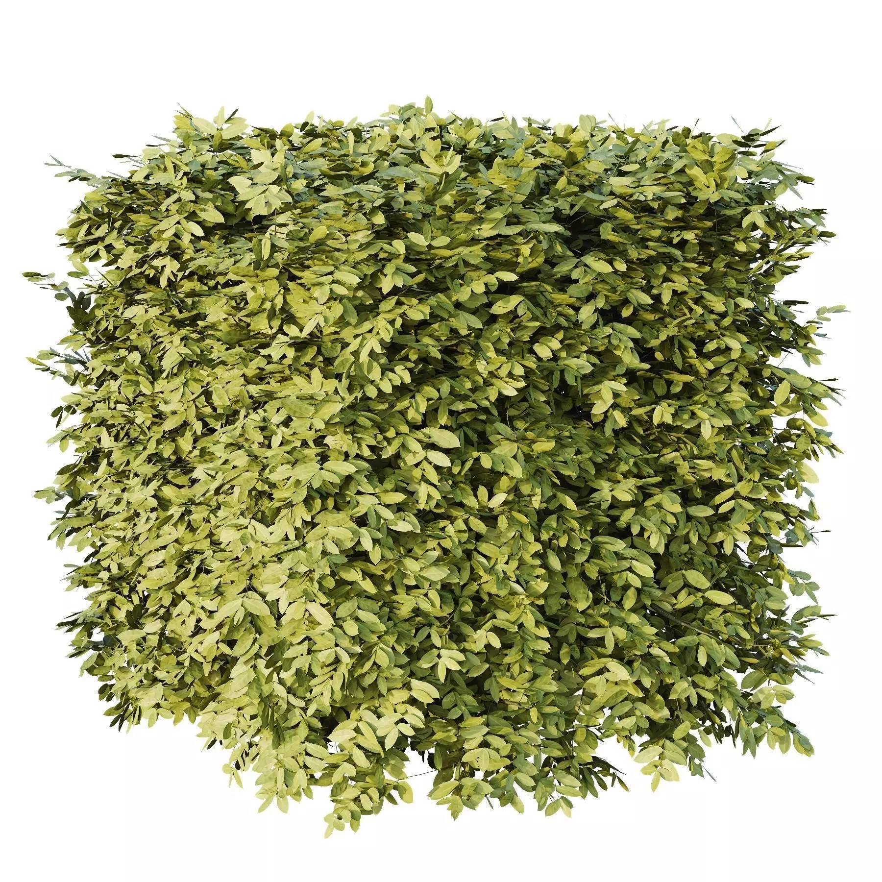 Excellent collection of Outdoor plants  37 Different Models _19