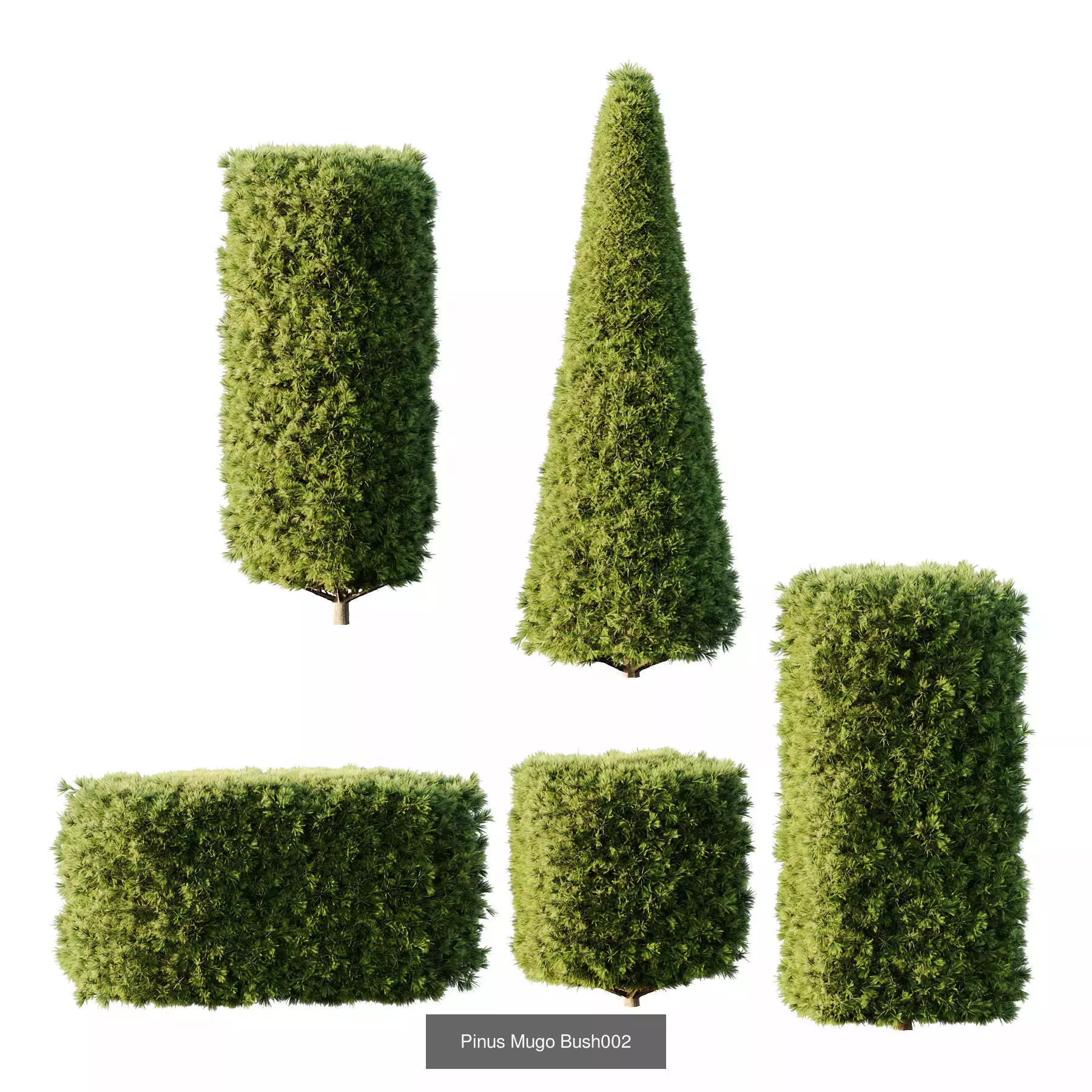 Excellent collection of Outdoor plants  37 Different Models _6