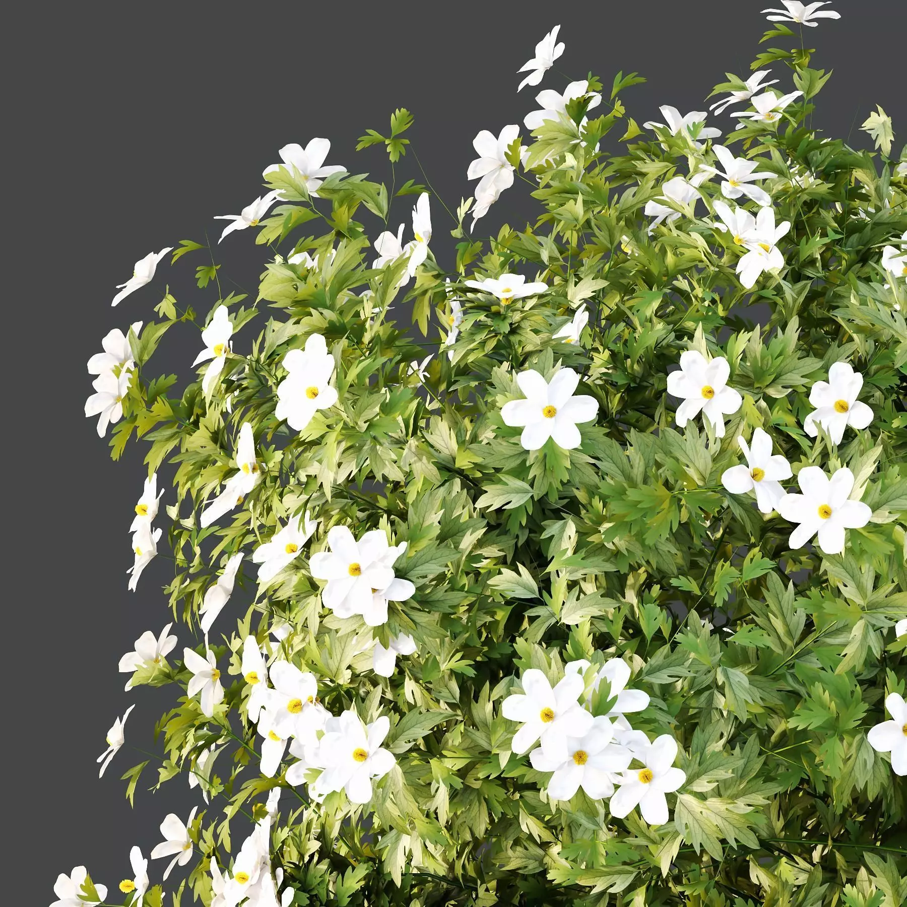 Excellent collection of Outdoor plants  37 Different Models _33