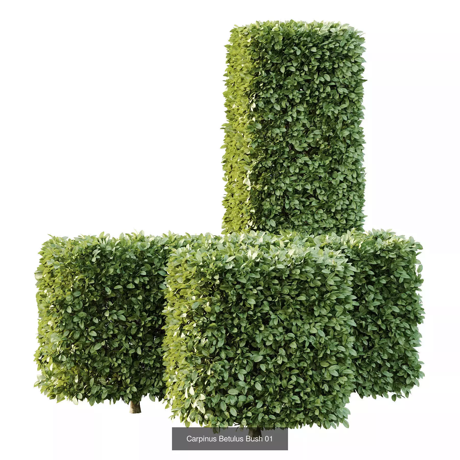 Excellent collection of Outdoor plants  37 Different Models _11