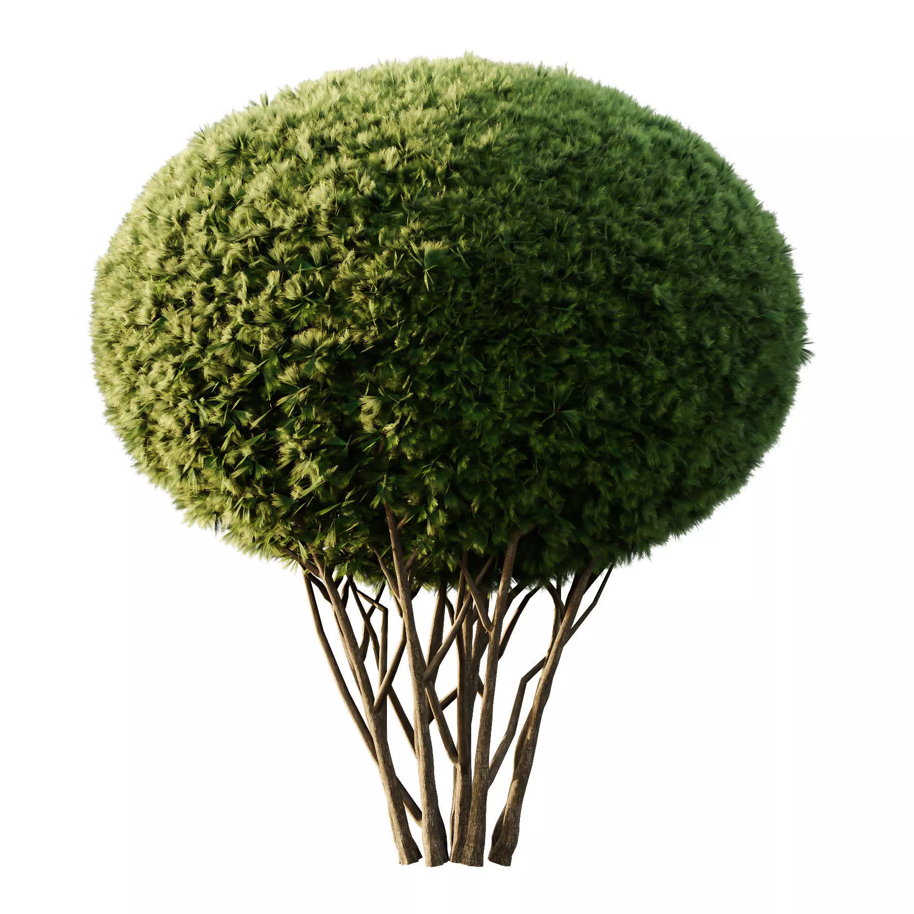 Excellent collection of Outdoor plants  37 Different Models _30