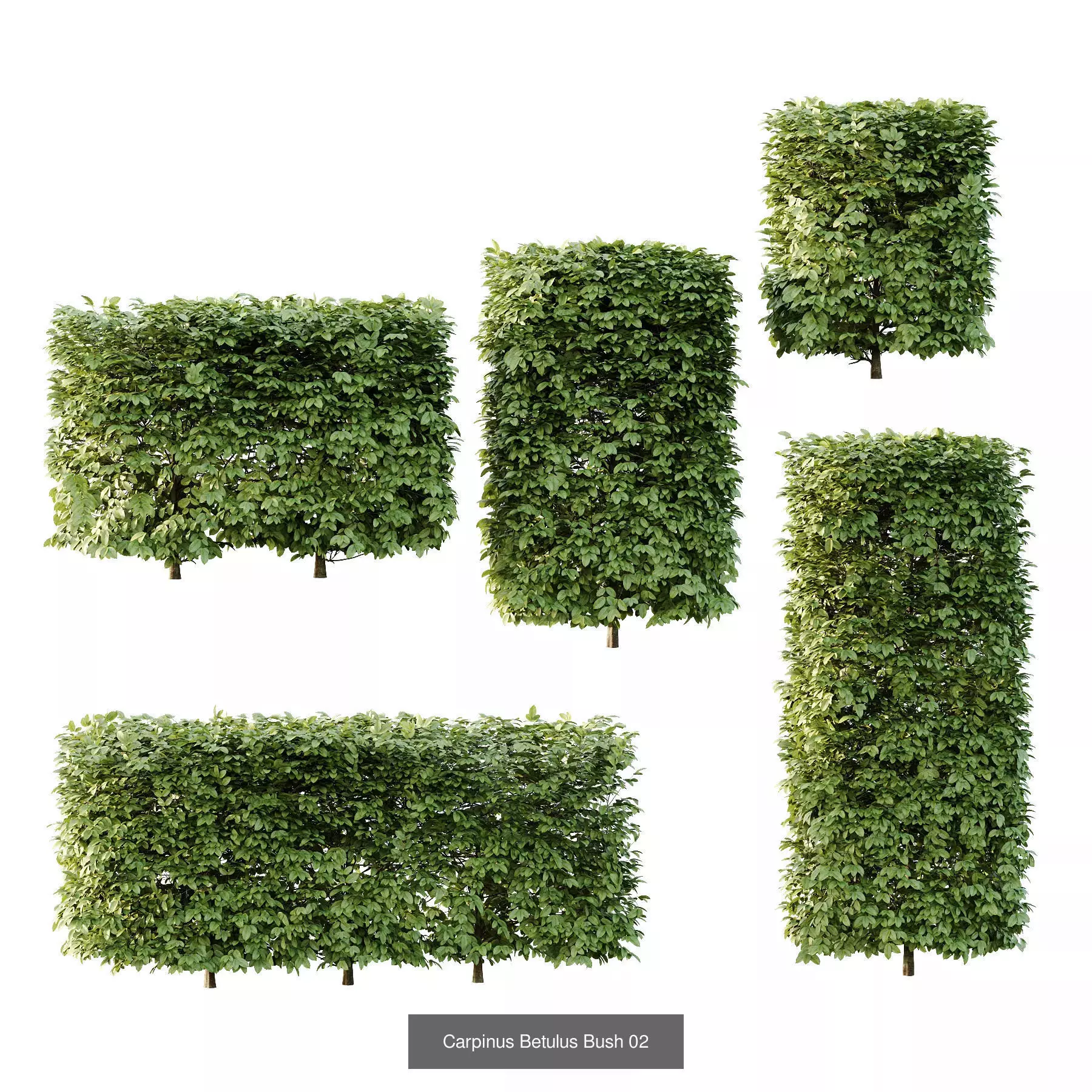 Excellent collection of Outdoor plants  37 Different Models _5