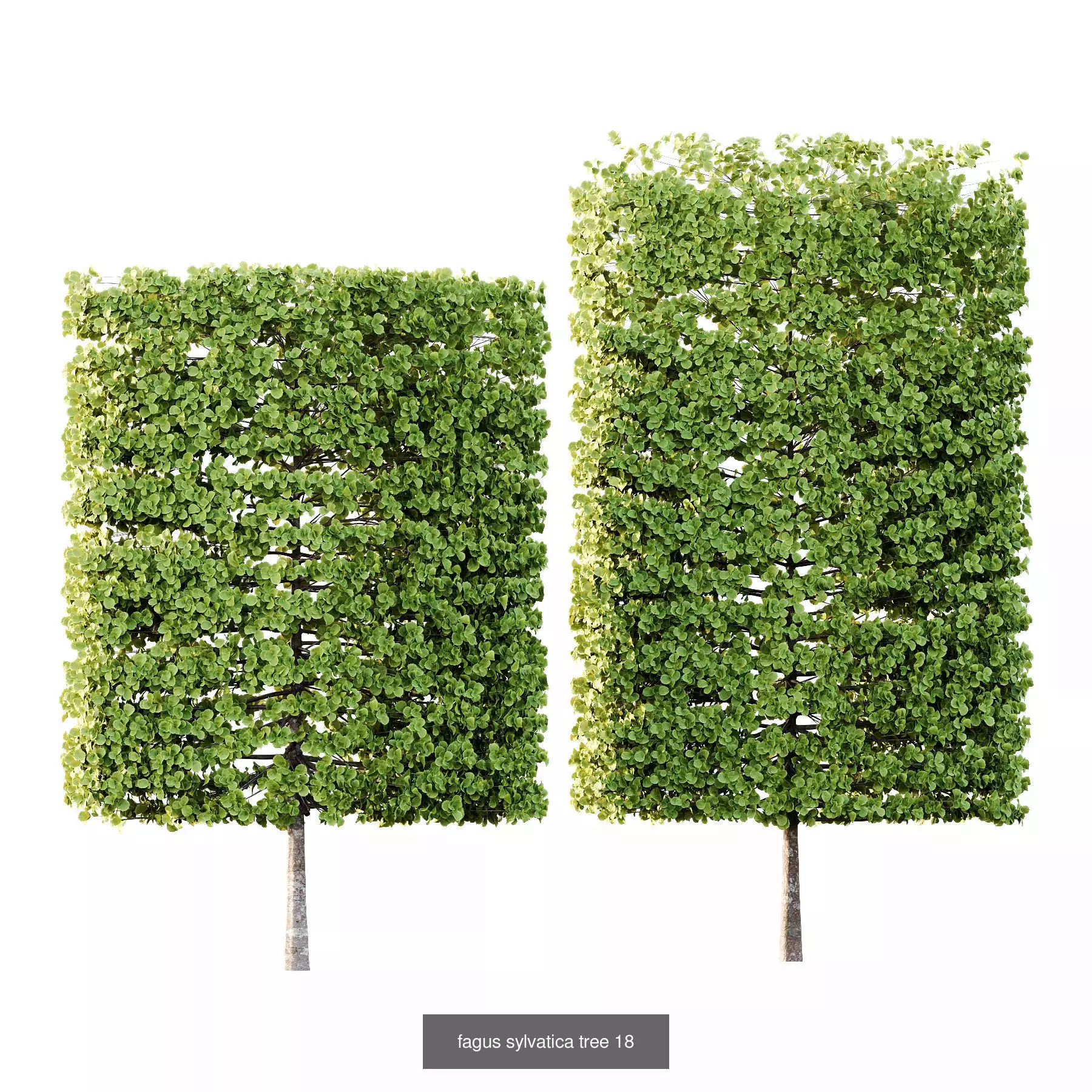 Excellent collection of Outdoor plants  37 Different Models _13