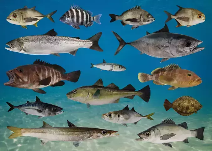 Ocean Commercial Fish Collection 3D model