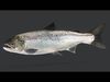 Ocean Commercial Fish Collection 3D model_5