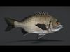 Ocean Commercial Fish Collection 3D model_4