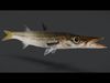 Ocean Commercial Fish Collection 3D model_2
