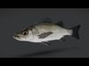 Ocean Commercial Fish Collection 3D model_7