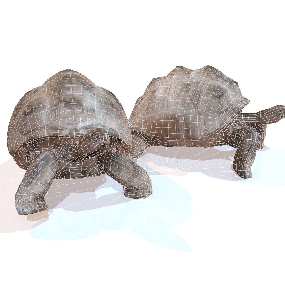 Tortoise Rigged Low-poly 3D model_5