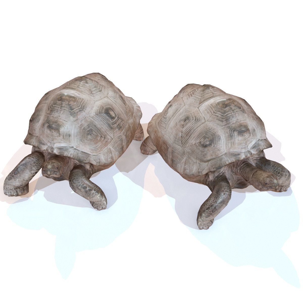 Tortoise Rigged Low-poly 3D model_1