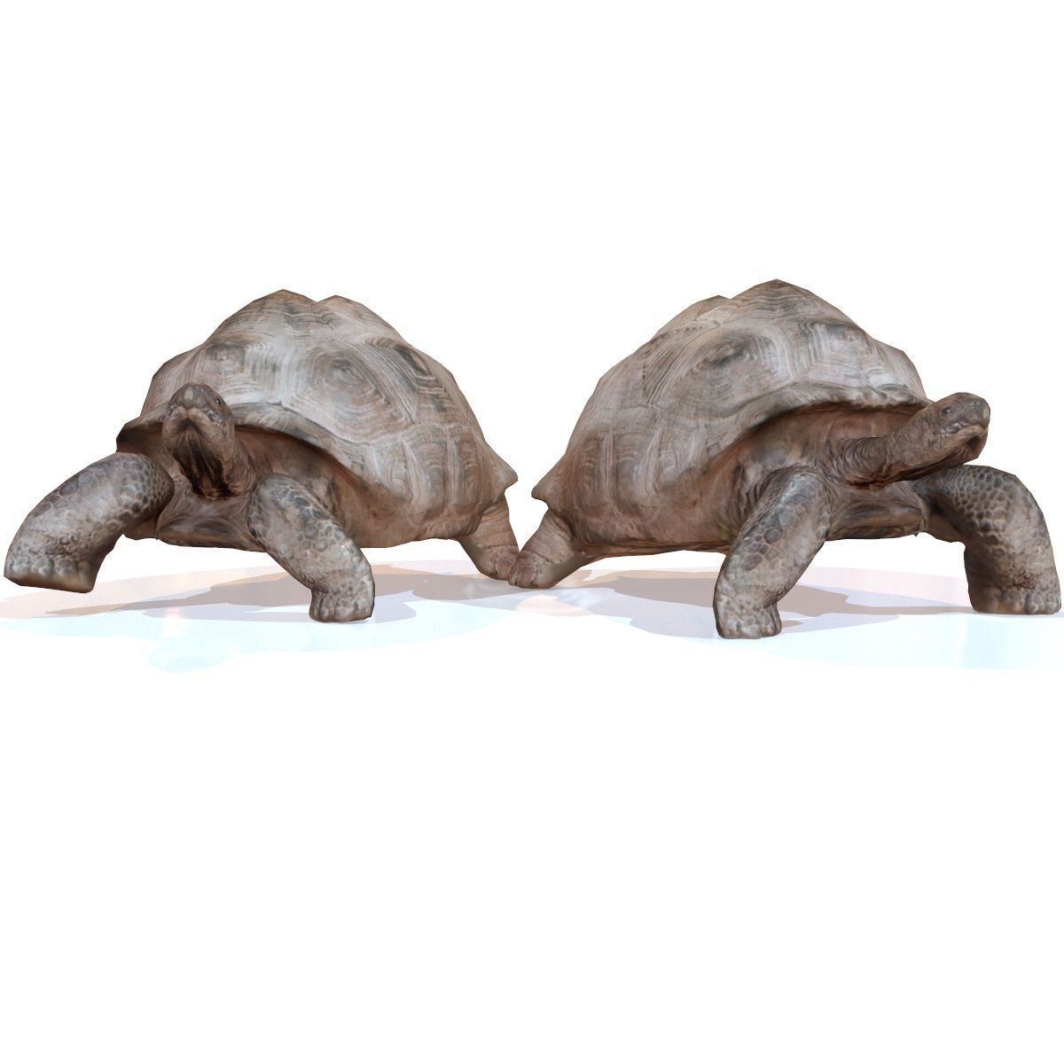 Tortoise Rigged Low-poly 3D model_4