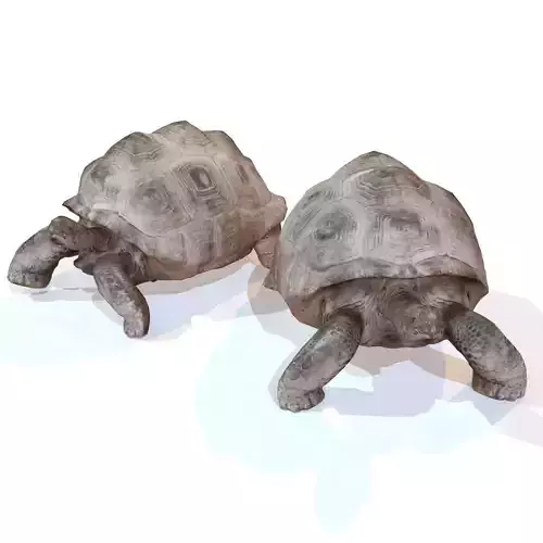 Tortoise Rigged Low-poly 3D model