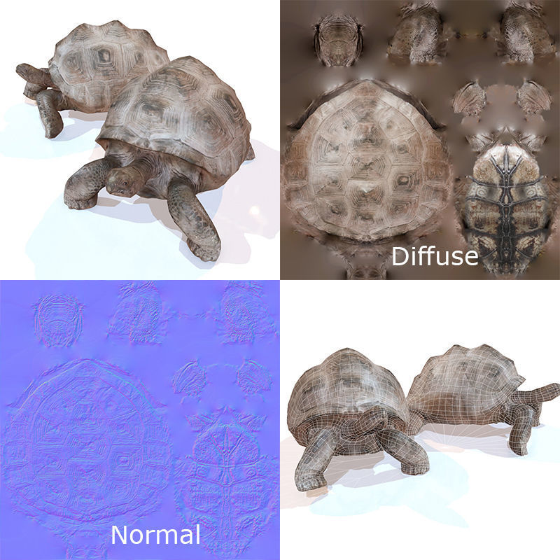 Tortoise Rigged Low-poly 3D model_6