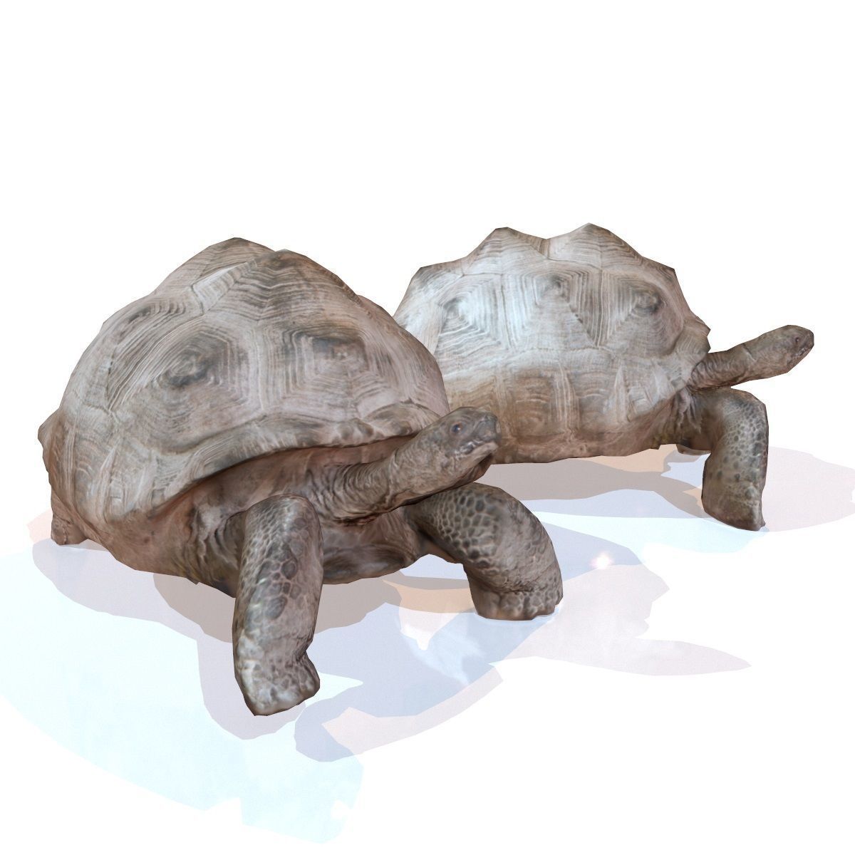 Tortoise Rigged Low-poly 3D model_2