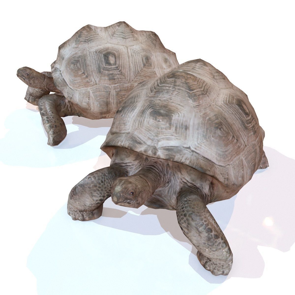Tortoise Rigged Low-poly 3D model_7