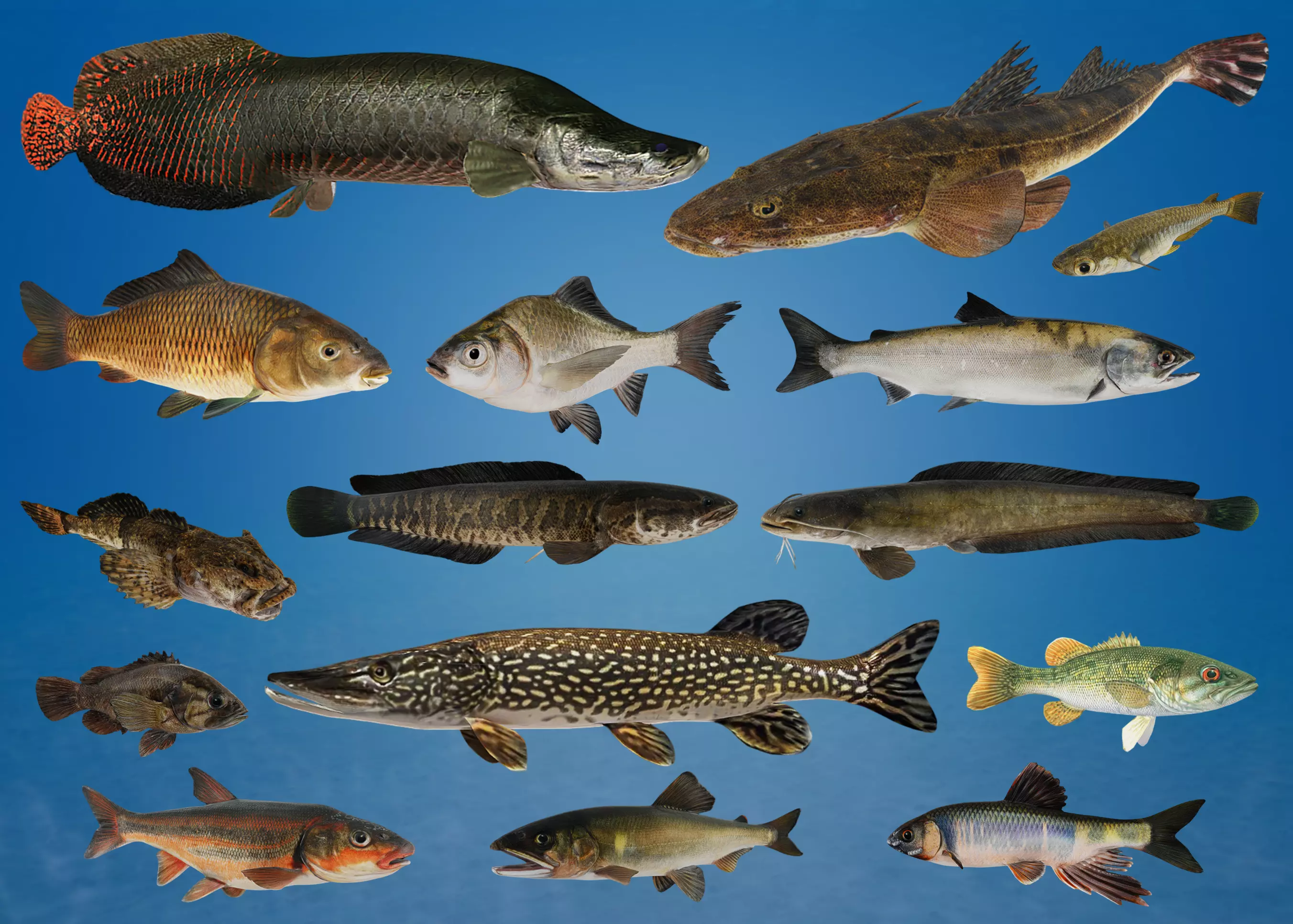 Freshwater Fish Collection 3D model