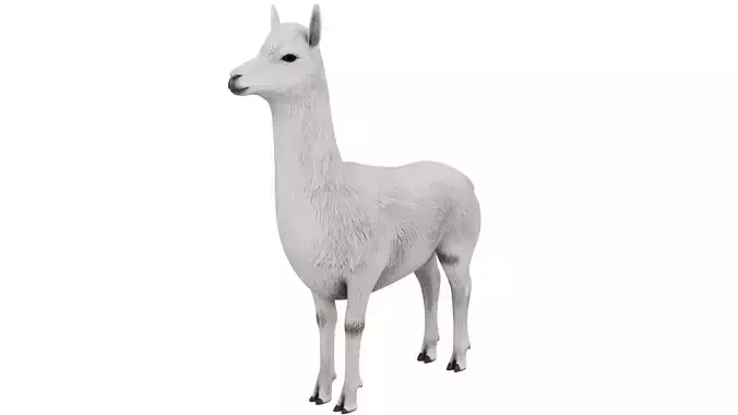 Alpaca 3D model