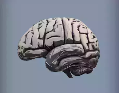 Realistic human brain 3d Model