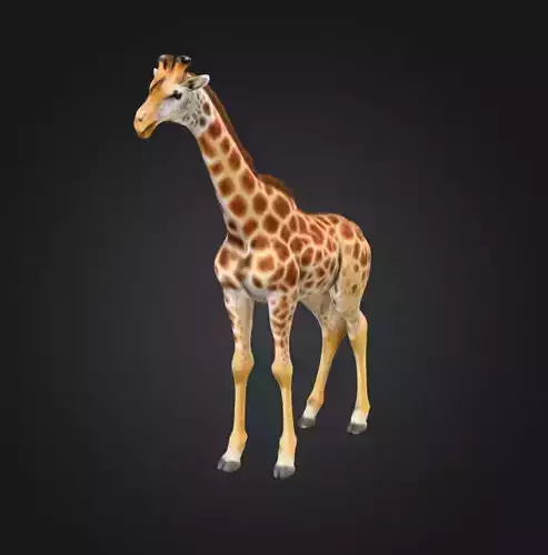 Realistic Giraffe