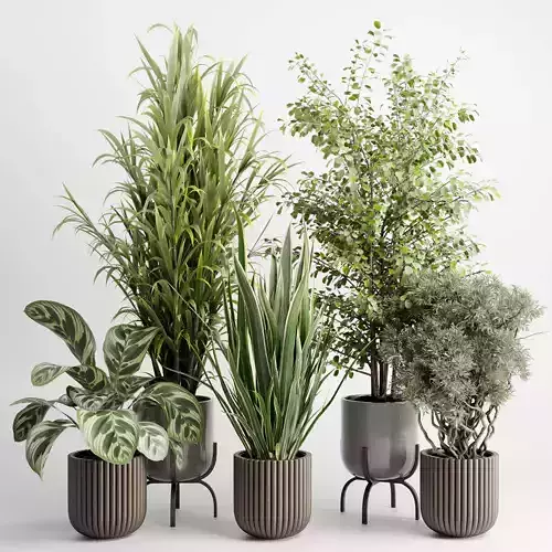 Tree bush palm plant in a Wooden pot - Indoor Plant 662  3D model