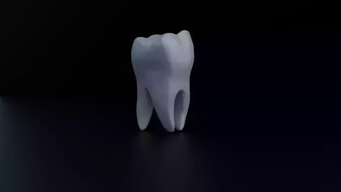 Human Molar Tooth 