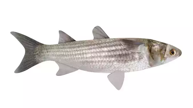 Fish Mullet 3D model