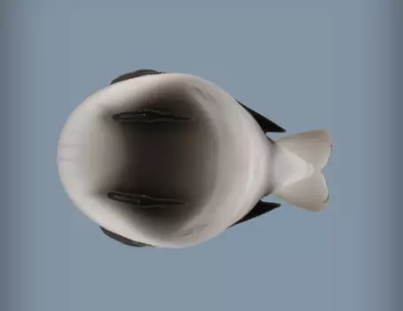 3d model of Snowy white bird in winter 3D print model_5