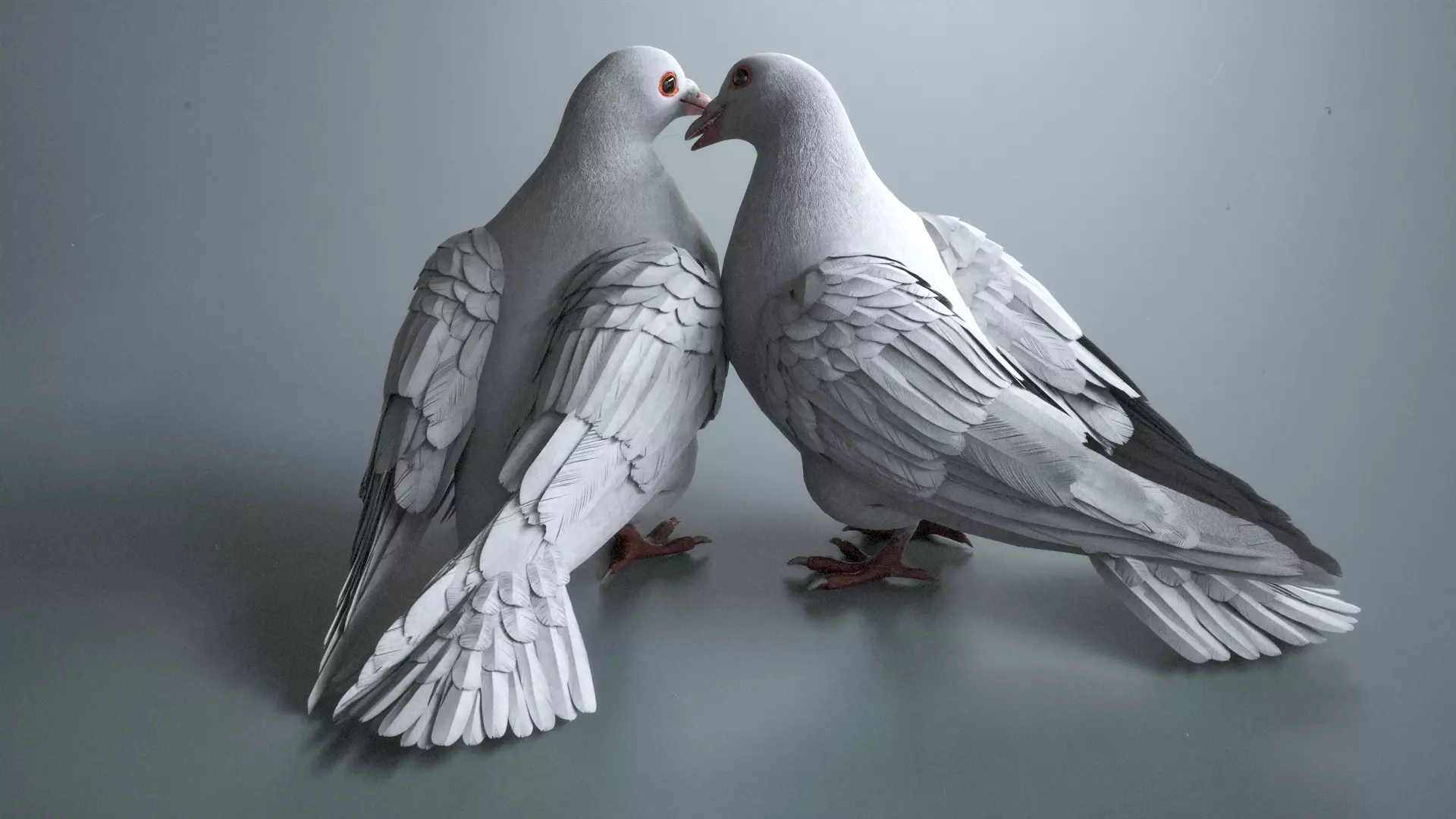 Wedding Dove Low-poly 3D model_2