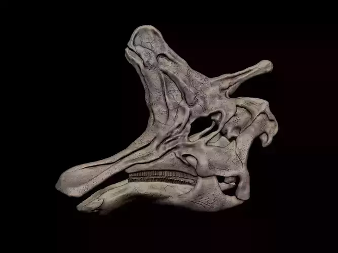 Lambeosaurus Skull