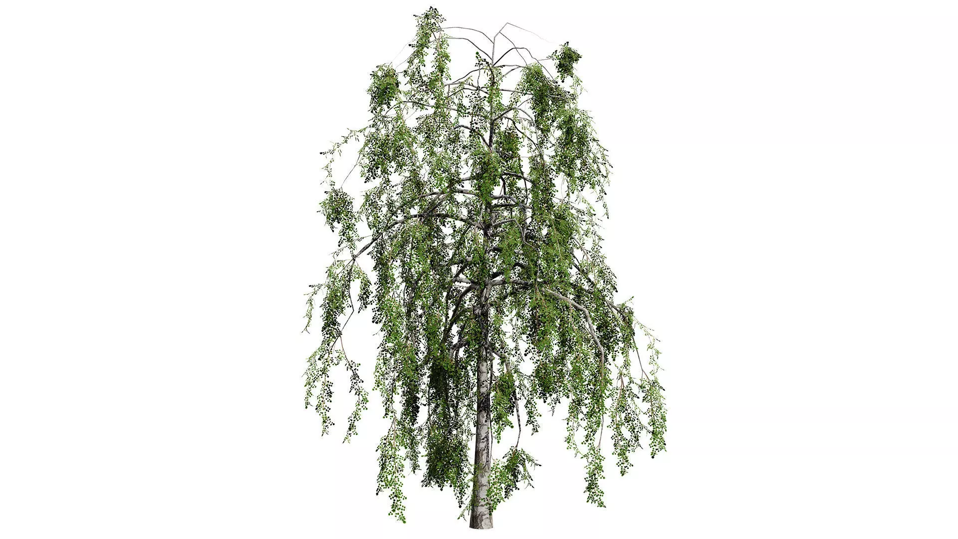 British Weeping Birch 3D Model Pack Low-poly 3D model_4