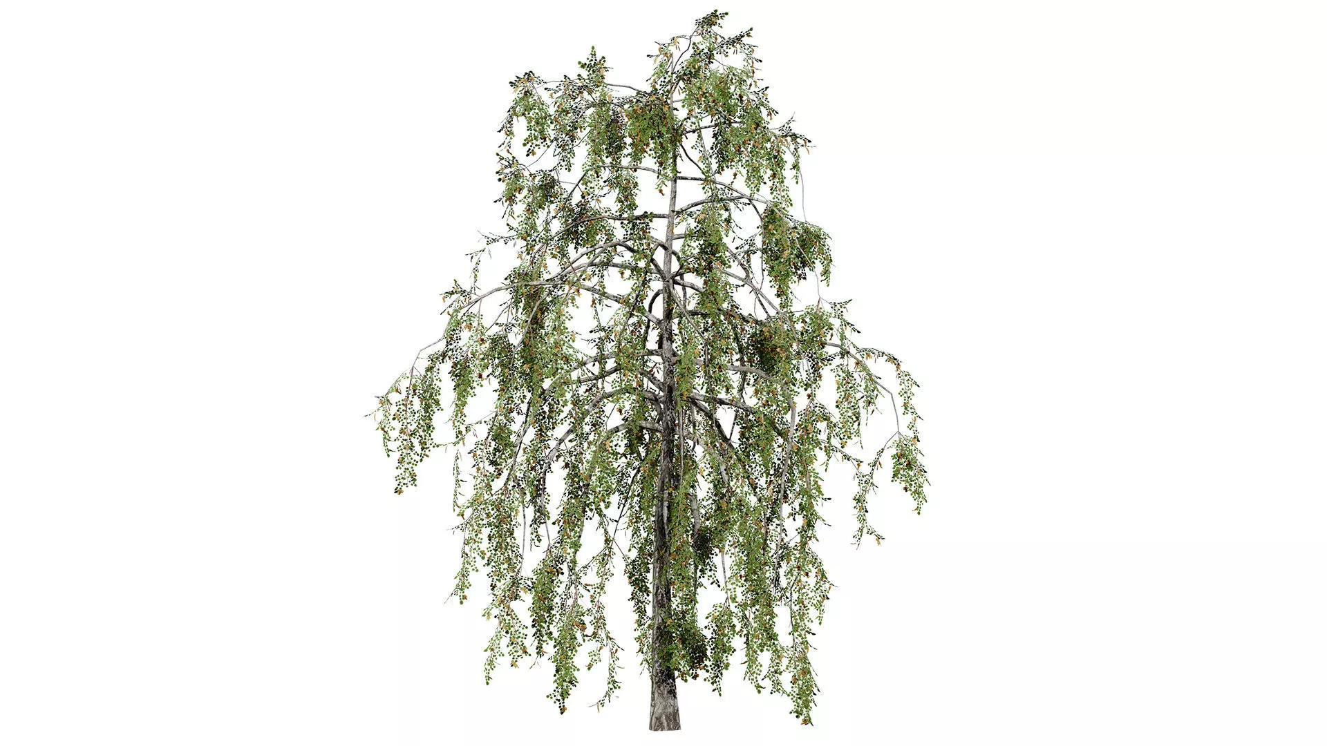 British Weeping Birch 3D Model Pack Low-poly 3D model_2