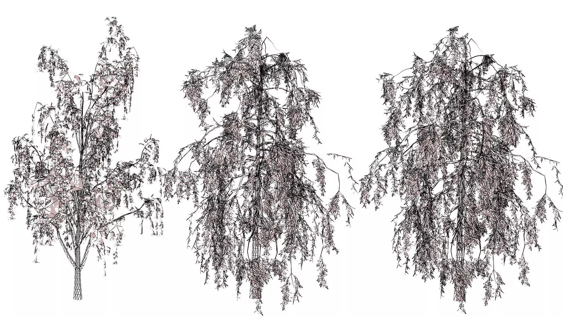 British Weeping Birch 3D Model Pack Low-poly 3D model_11