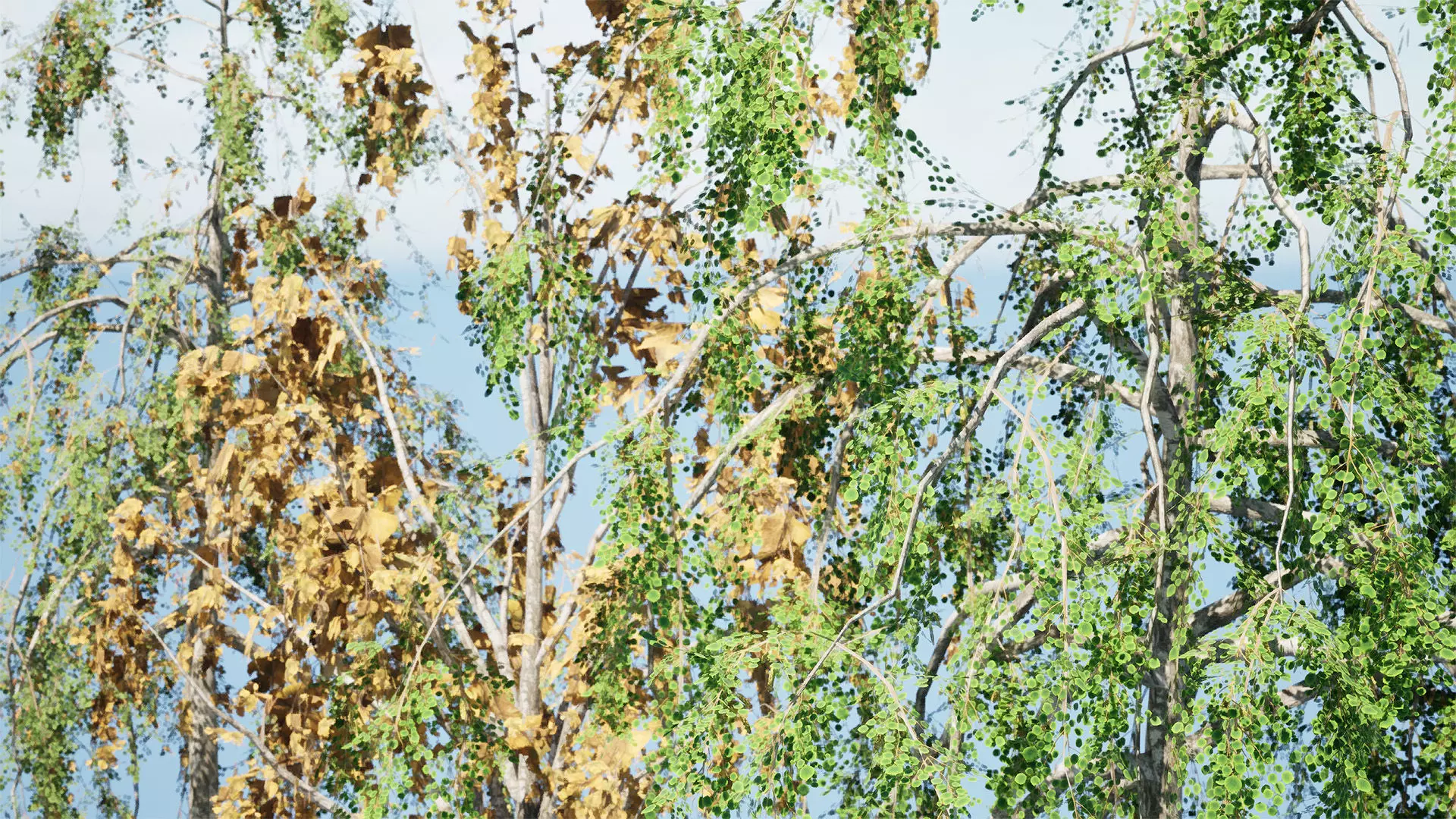 British Weeping Birch 3D Model Pack Low-poly 3D model_8