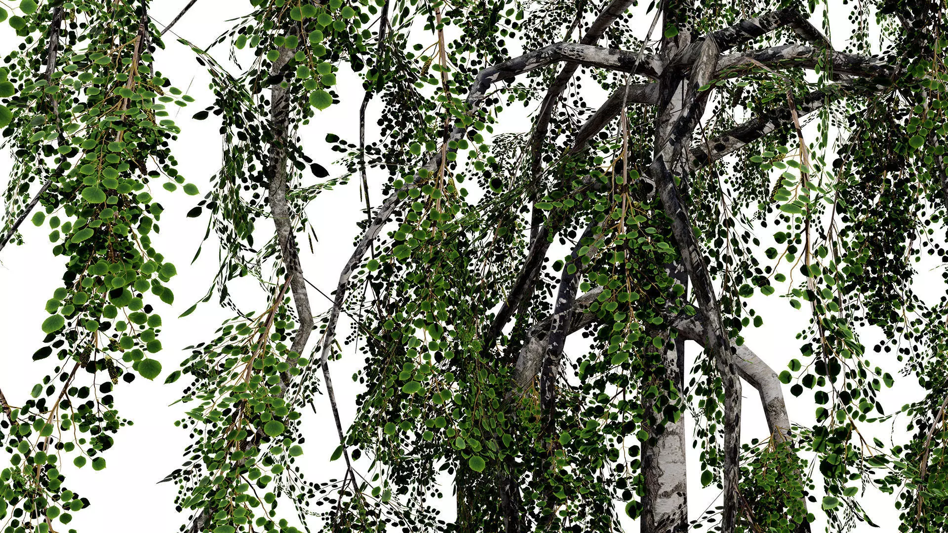 British Weeping Birch 3D Model Pack Low-poly 3D model_5