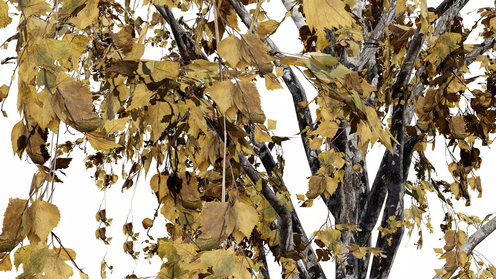 British Weeping Birch 3D Model Pack Low-poly 3D model_10