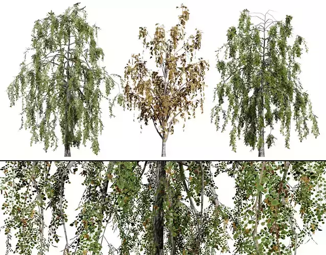 British Weeping Birch 3D Model Pack Low-poly 3D model