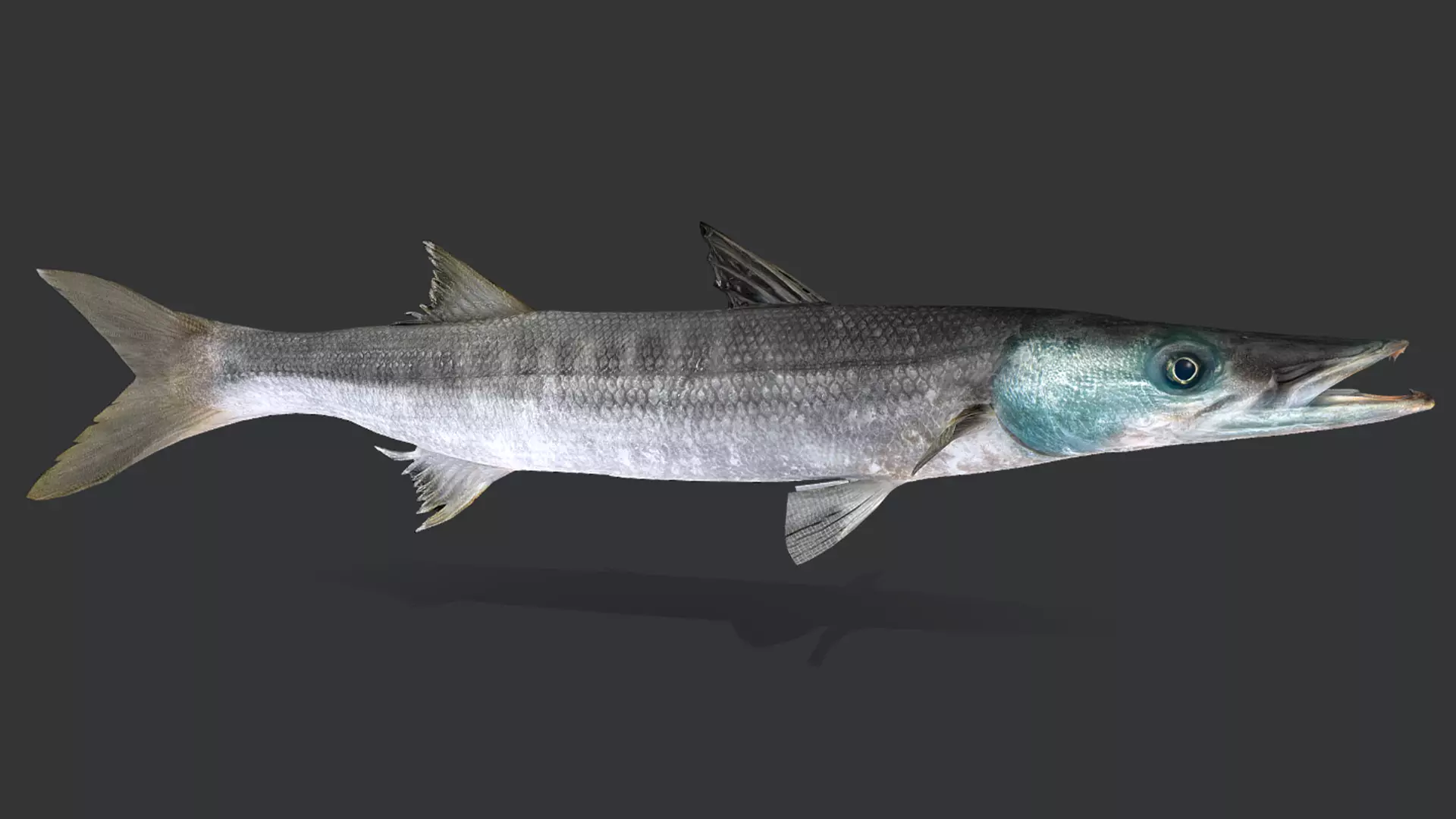 Realistic Barracuda Animated 3D model_10