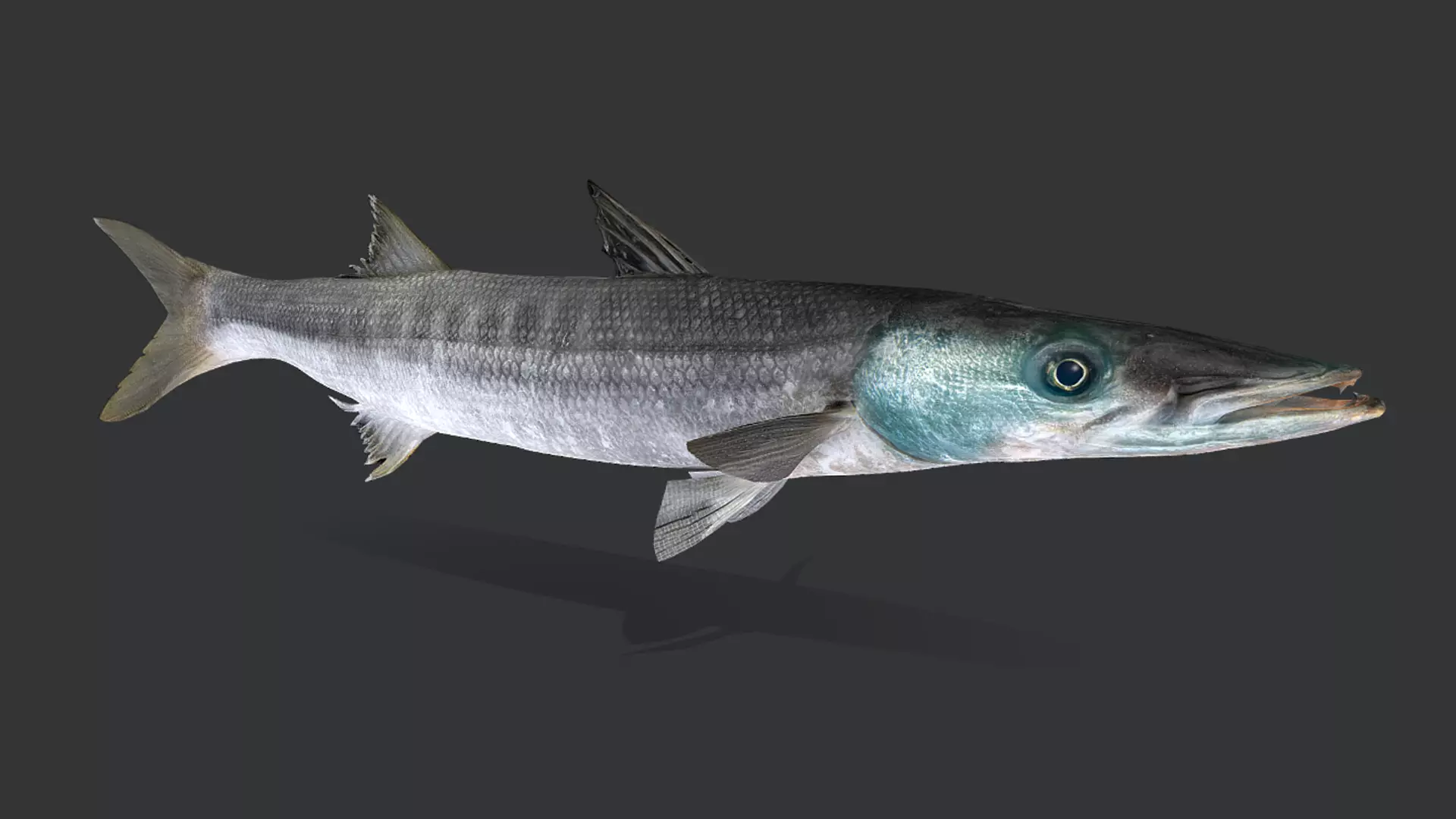 Realistic Barracuda Animated 3D model_3