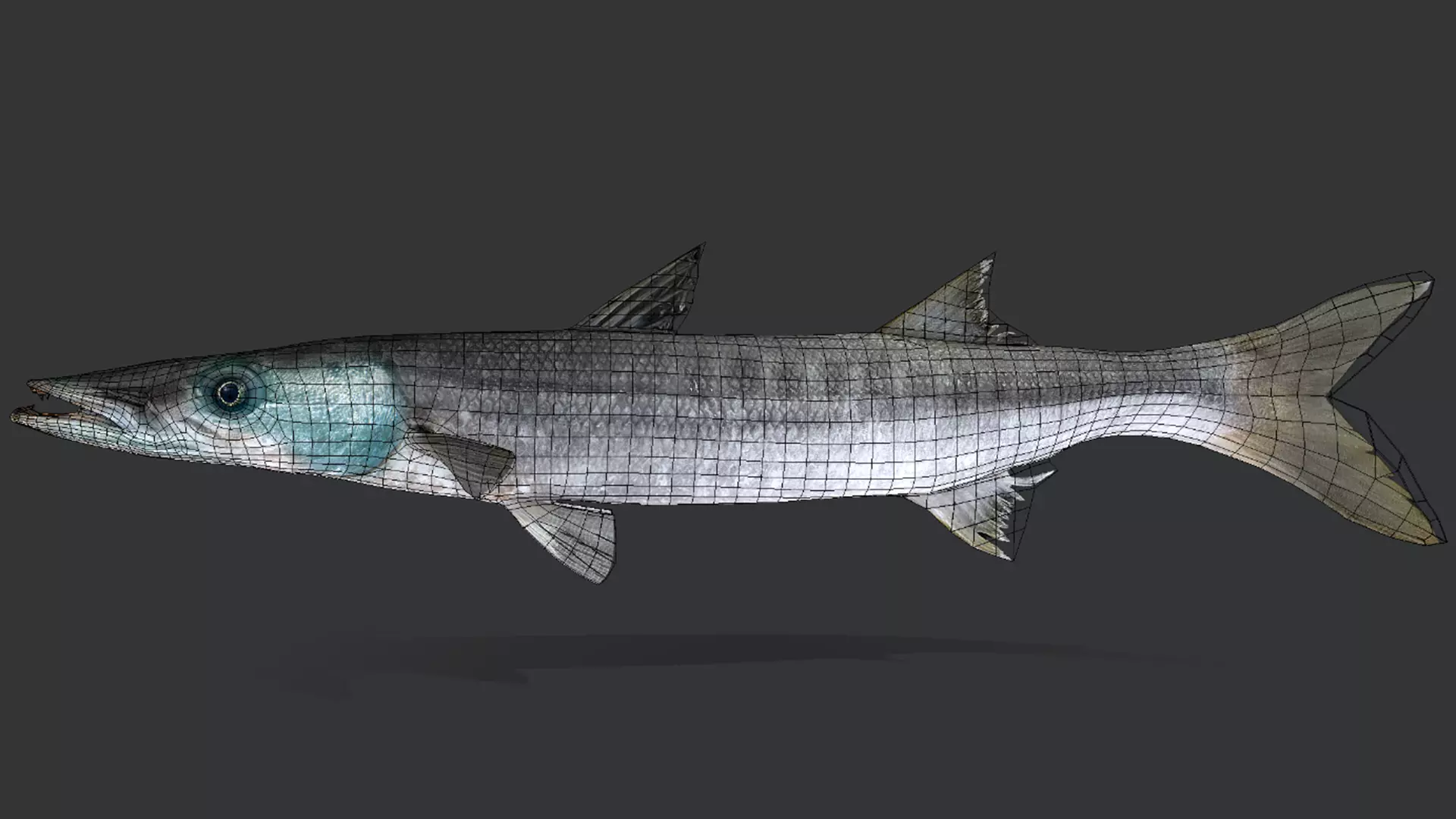 Realistic Barracuda Animated 3D model_9