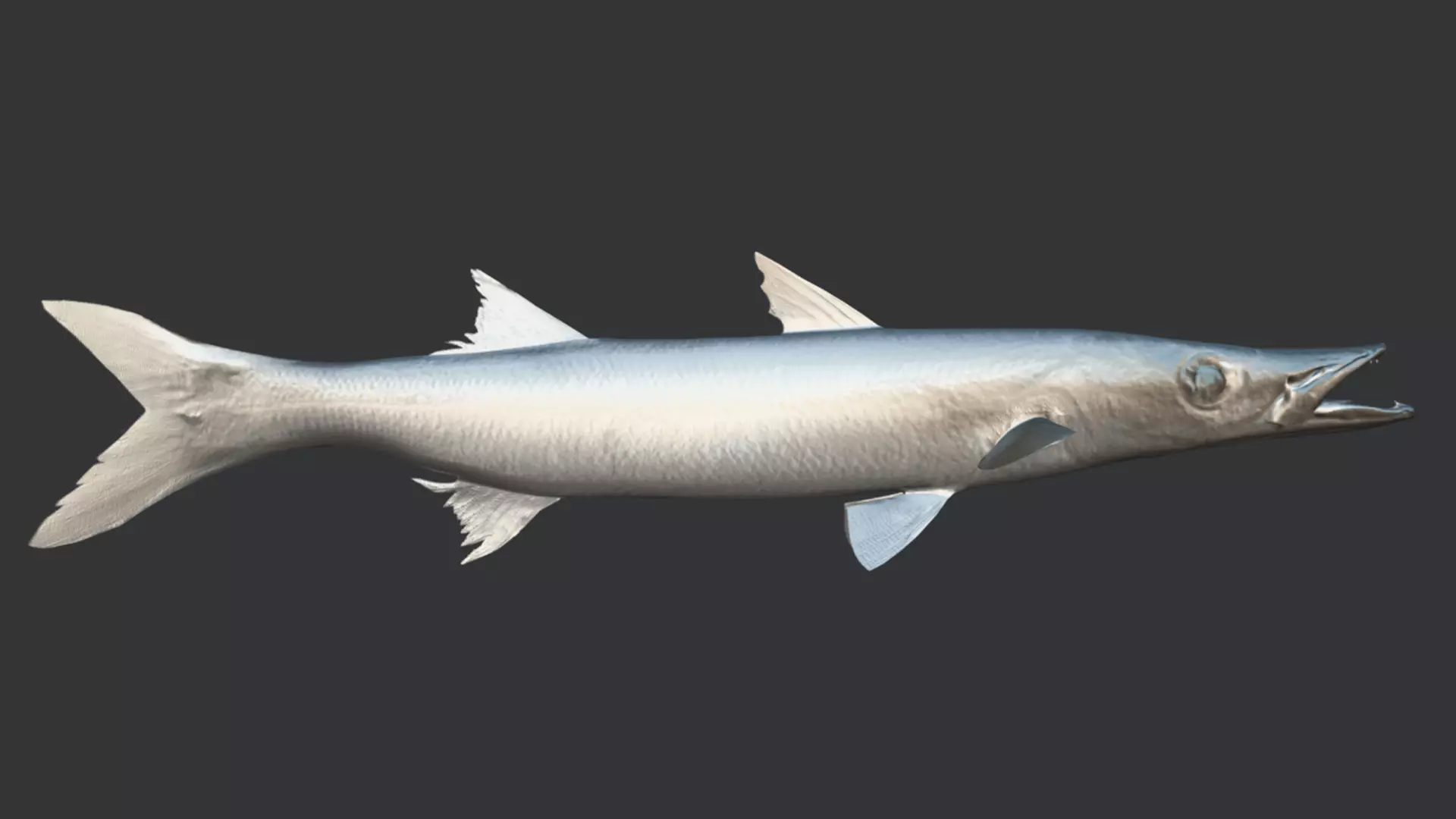 Realistic Barracuda Animated 3D model_8
