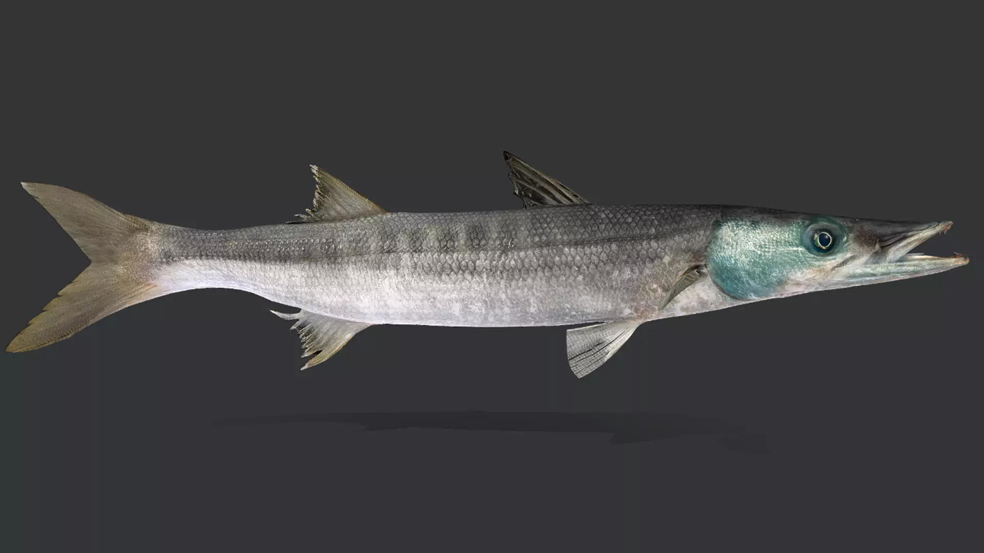 Realistic Barracuda Animated 3D model_6
