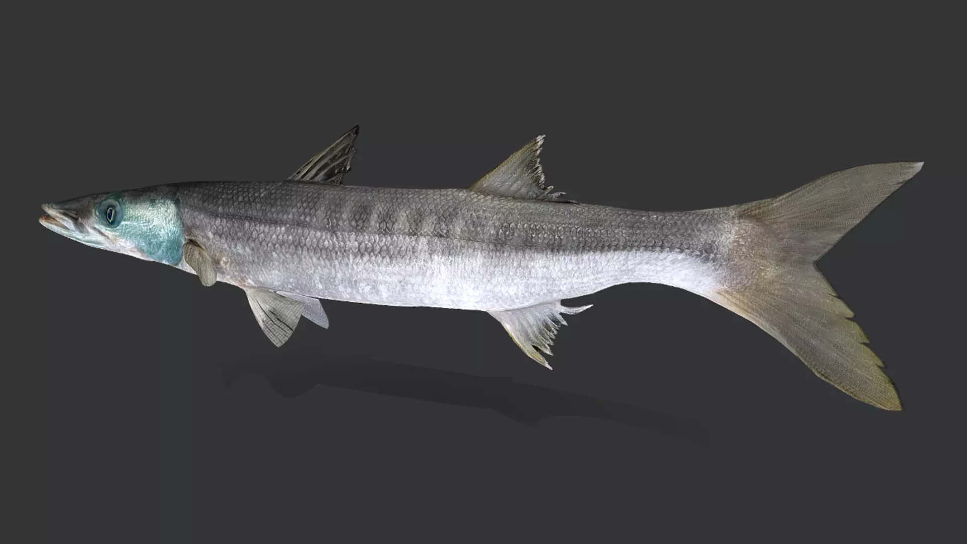 Realistic Barracuda Animated 3D model_14