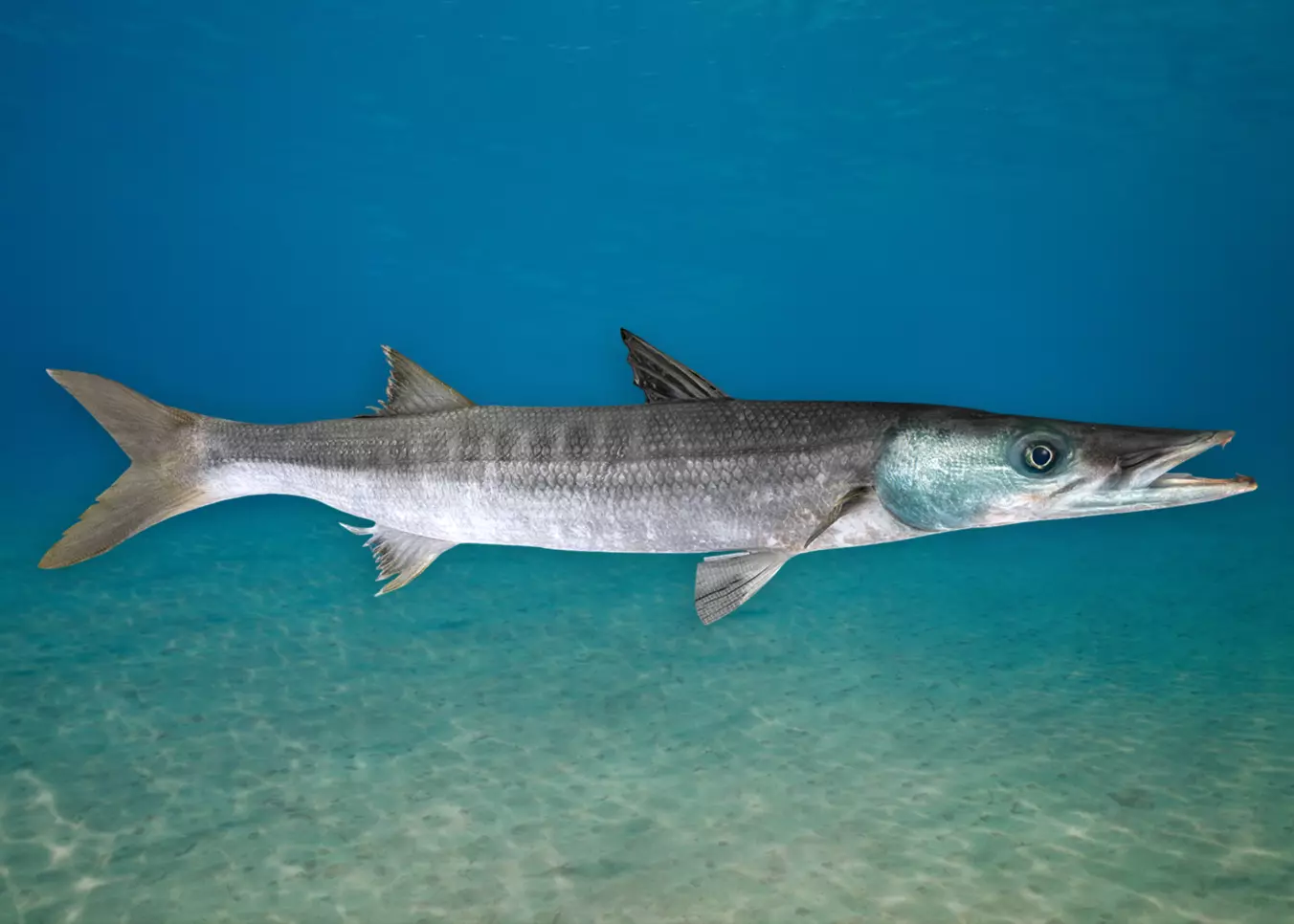 Realistic Barracuda Animated 3D model_0