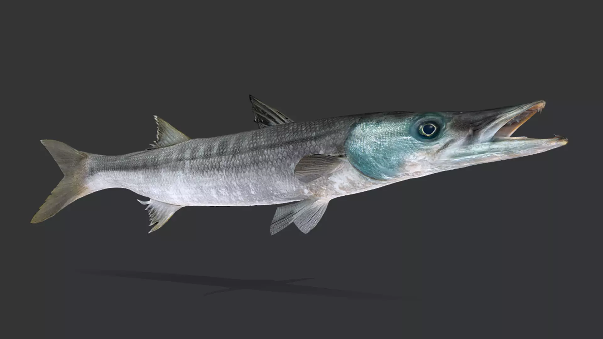 Realistic Barracuda Animated 3D model_4