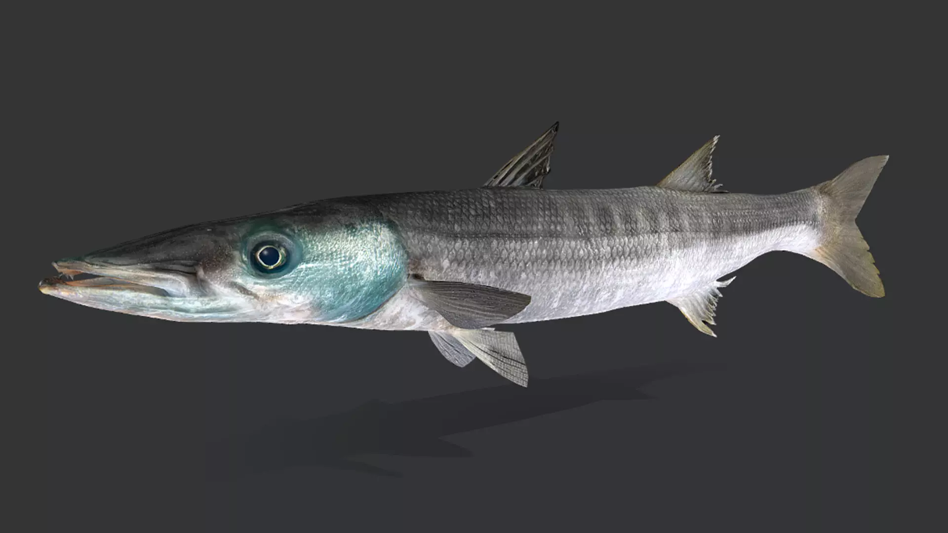 Realistic Barracuda Animated 3D model_11