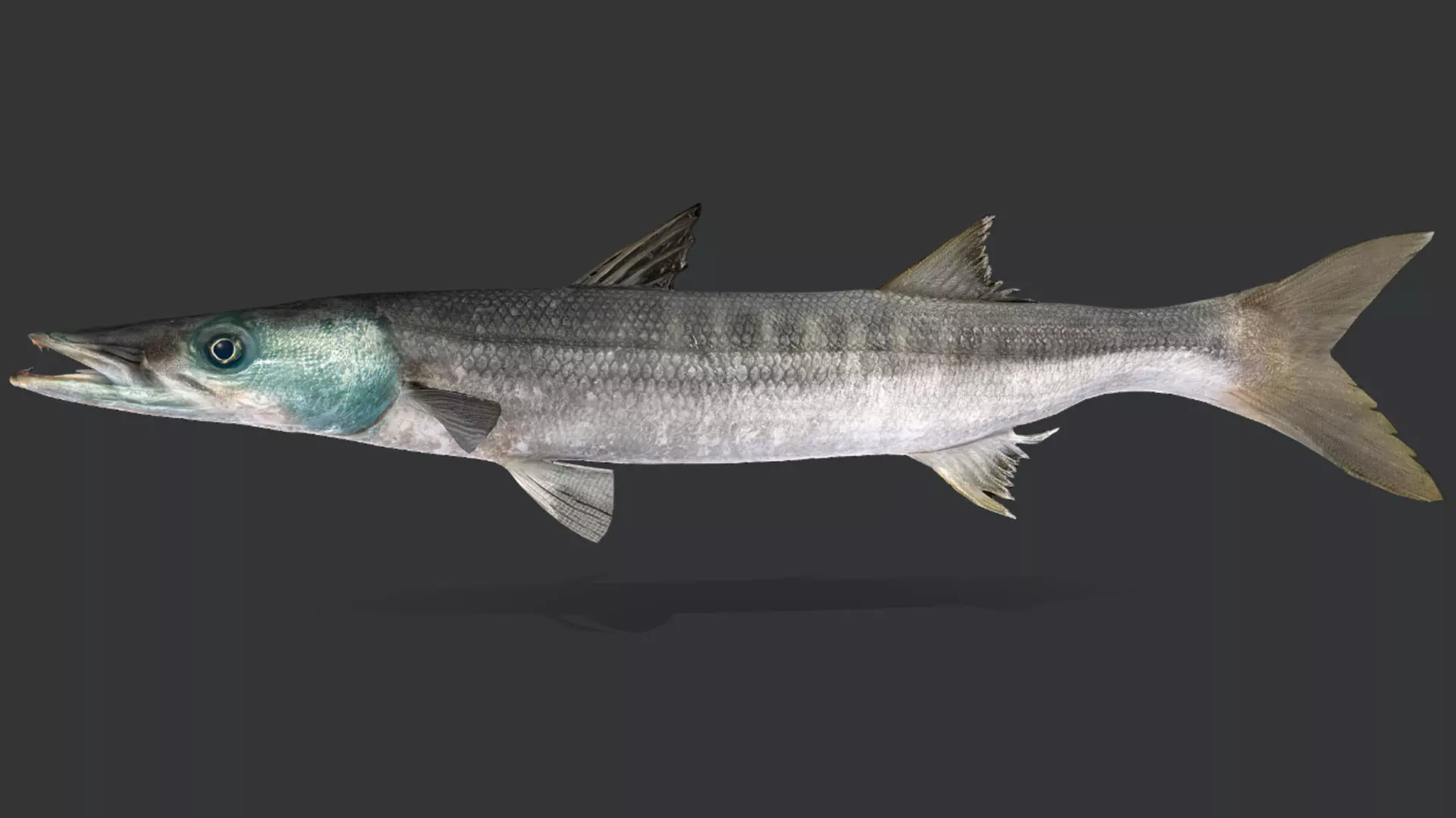 Realistic Barracuda Animated 3D model_2